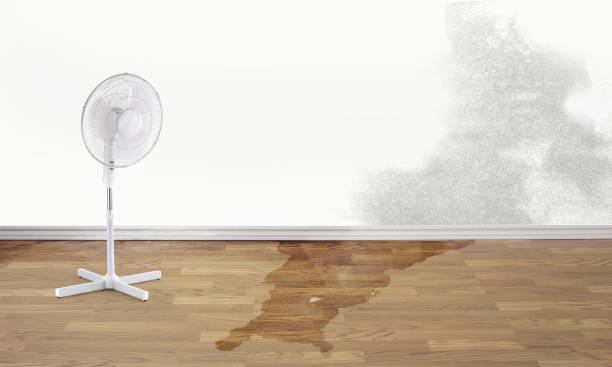 Best Flood restoration services  in White Bluff, TN